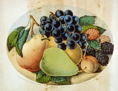 Ripe Fruits, published by Currier & Ives, hand-colored lithograph
