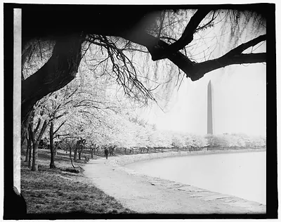 Japanese cherry trees, [Washington, D.C.]
