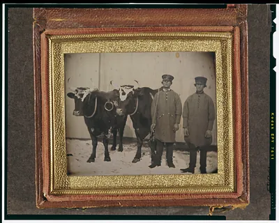 [Pair of oxen with their drovers]