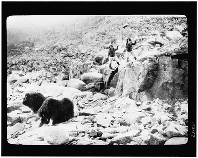 [Hunting musk ox at Cape Sparbo, Devon Island, the campsite where Dr. Cook and his party stayed for 100 nights during their return trip from the North Pole]