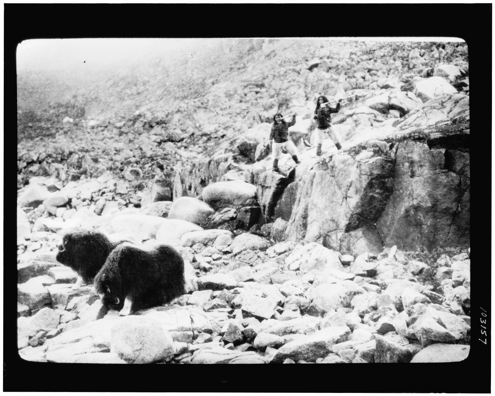 [Hunting musk ox at Cape Sparbo, Devon Island, the campsite where Dr. Cook and his party stayed for 100 nights during their return trip from the North Pole], New York : Made by Chas. Beseler Co., [1908] — historic photograph