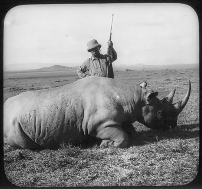 [Theodore Roosevelt in Africa standing behind dead rhino and holding rifle]