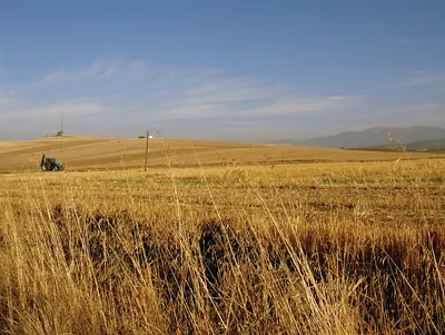 Harvested golden field with distant blue tractor