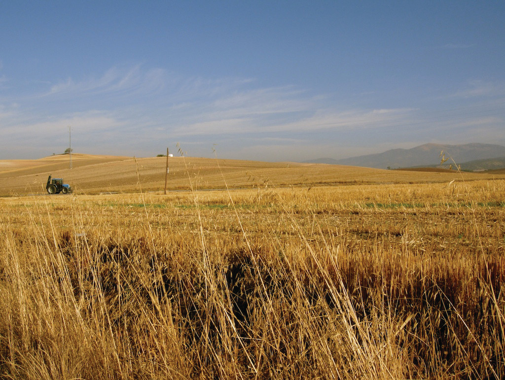 Harvested golden field with distant blue tractor — historic image