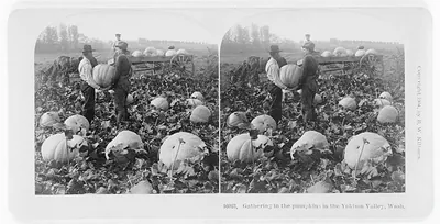 Gathering In The Pumpkins In The Yakima Valley, Wash