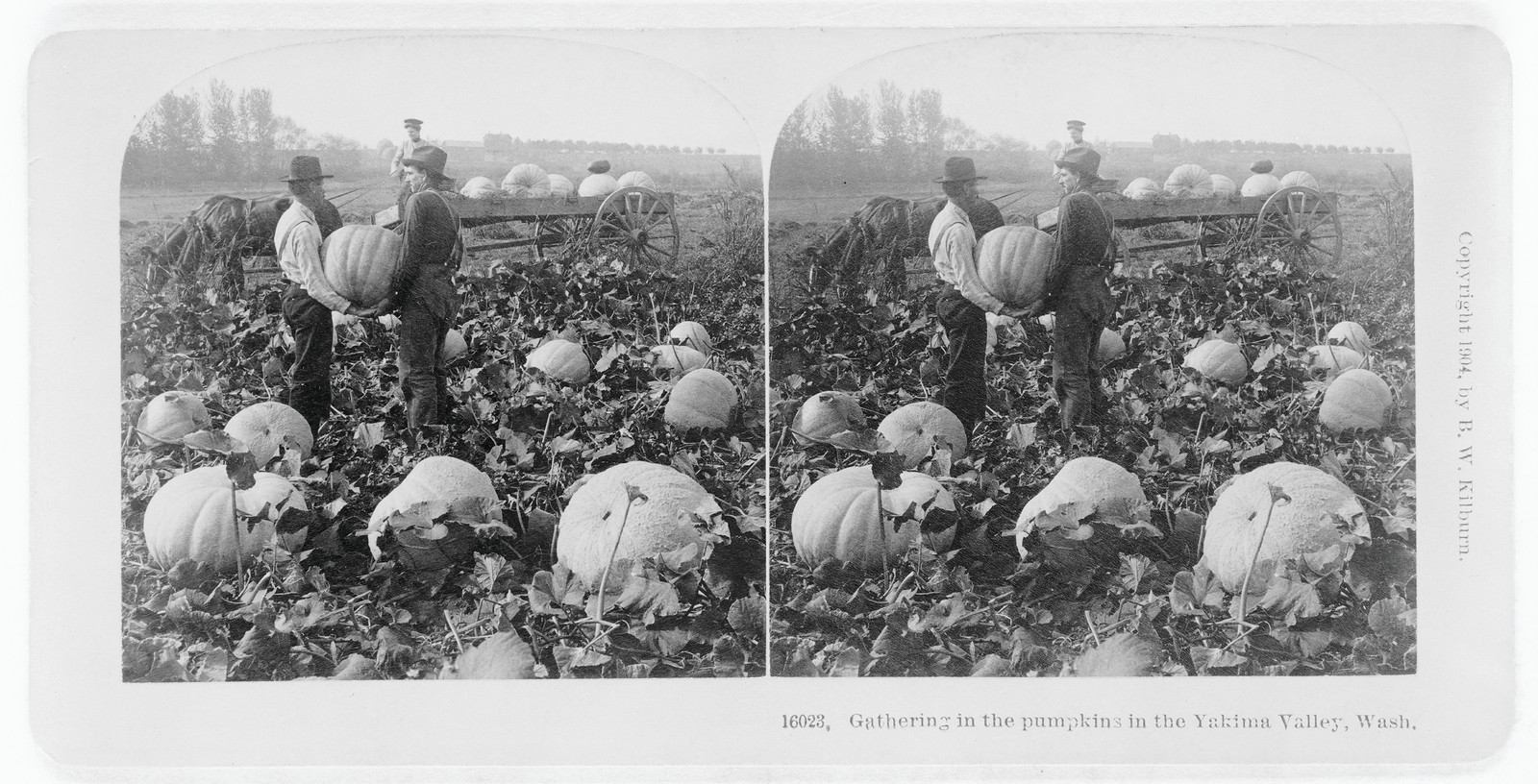 Gathering In The Pumpkins In The Yakima Valley, Wash, c. 1904 — historic photograph