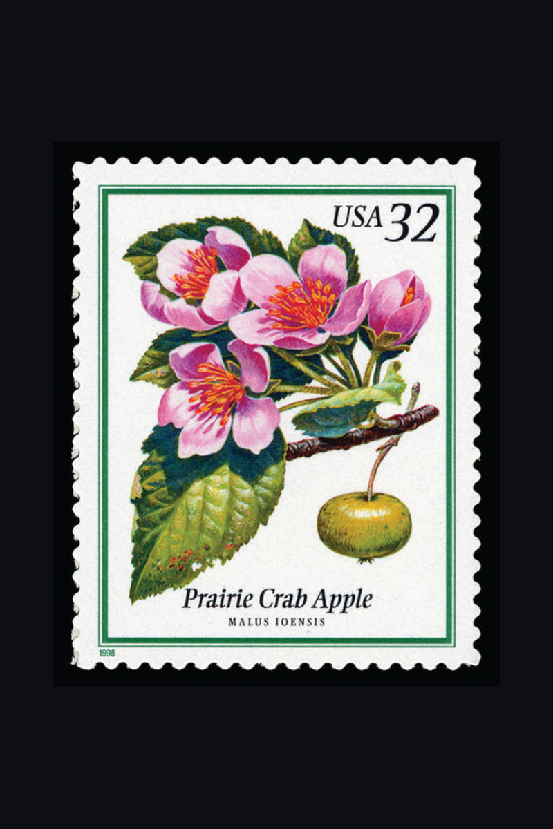 Prarie Crabapple — historic image