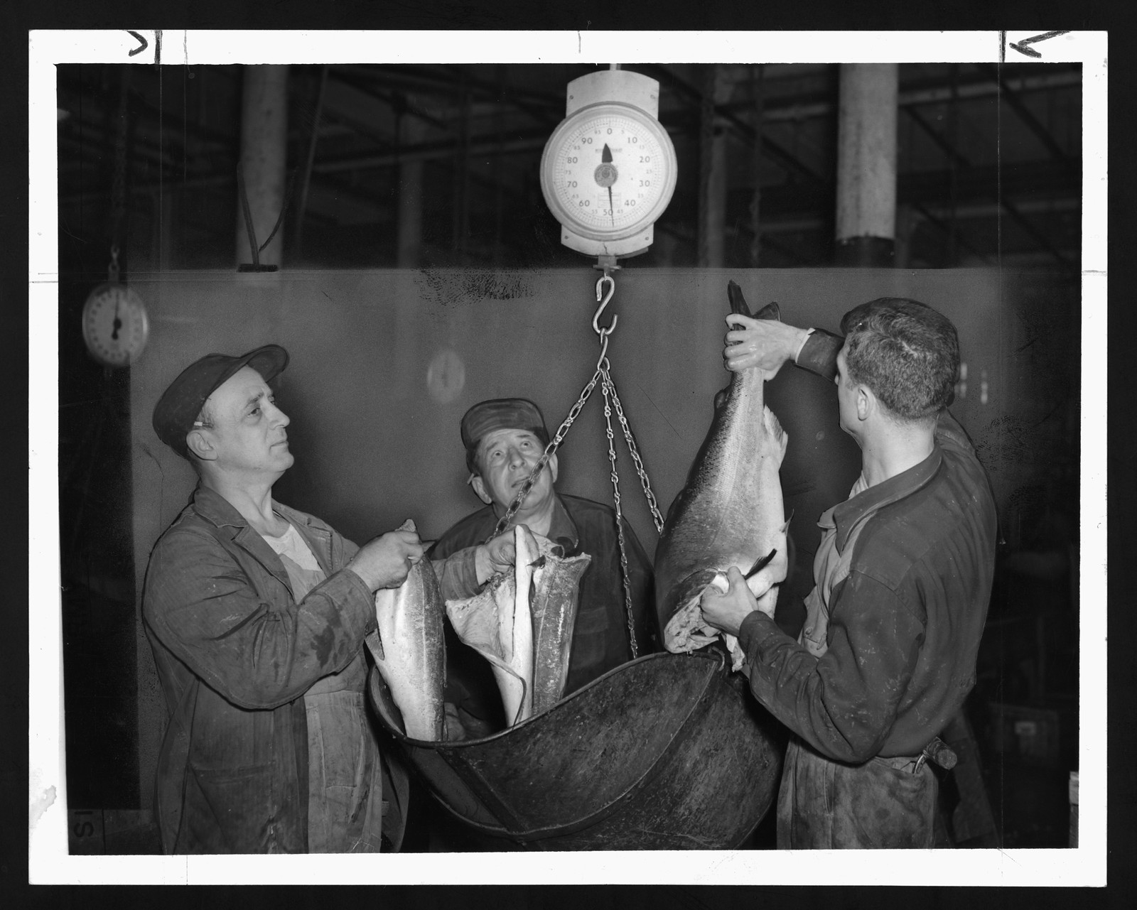 Three men weighing large fish on a hanging scale — historic image