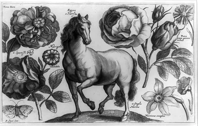 [Horse, rose, narcissus, etc.]