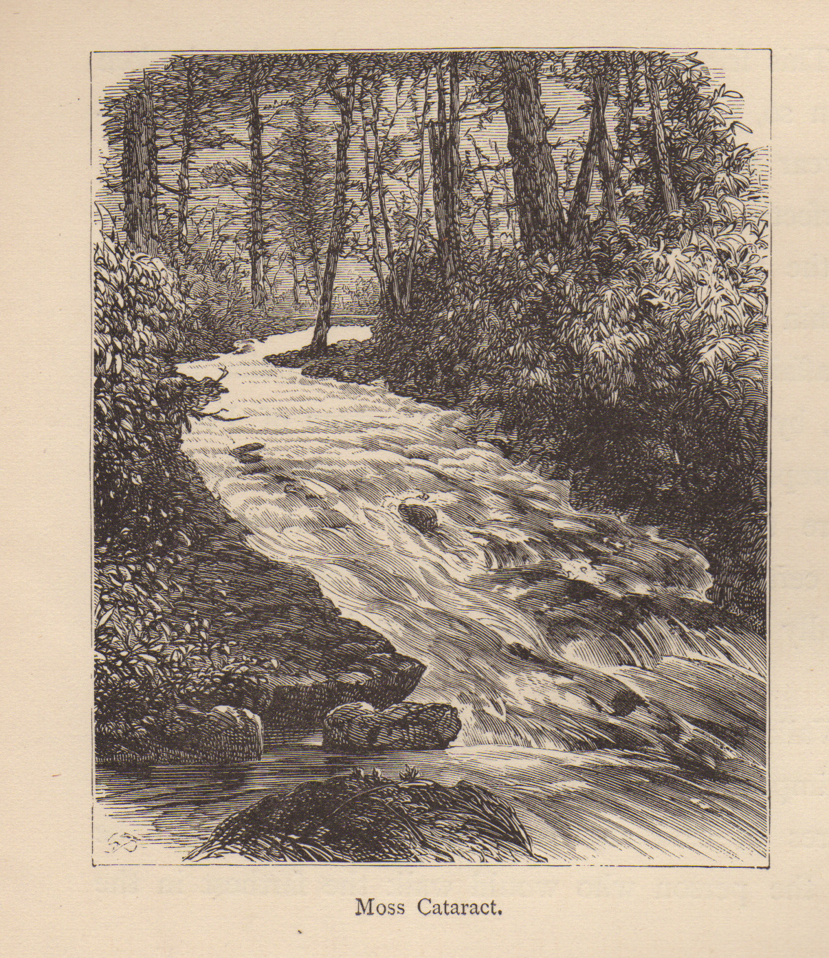 Moss Cataract, engraving of rapids through woodland — antique engraving