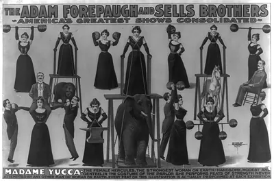 The Adam Forepaugh and Sells Brothers--America's greatest shows consolidated--Madame Yucca, the female Hercules, the strongest woman on Earth [...]