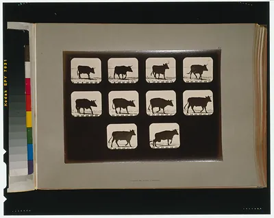 Cow, irregular