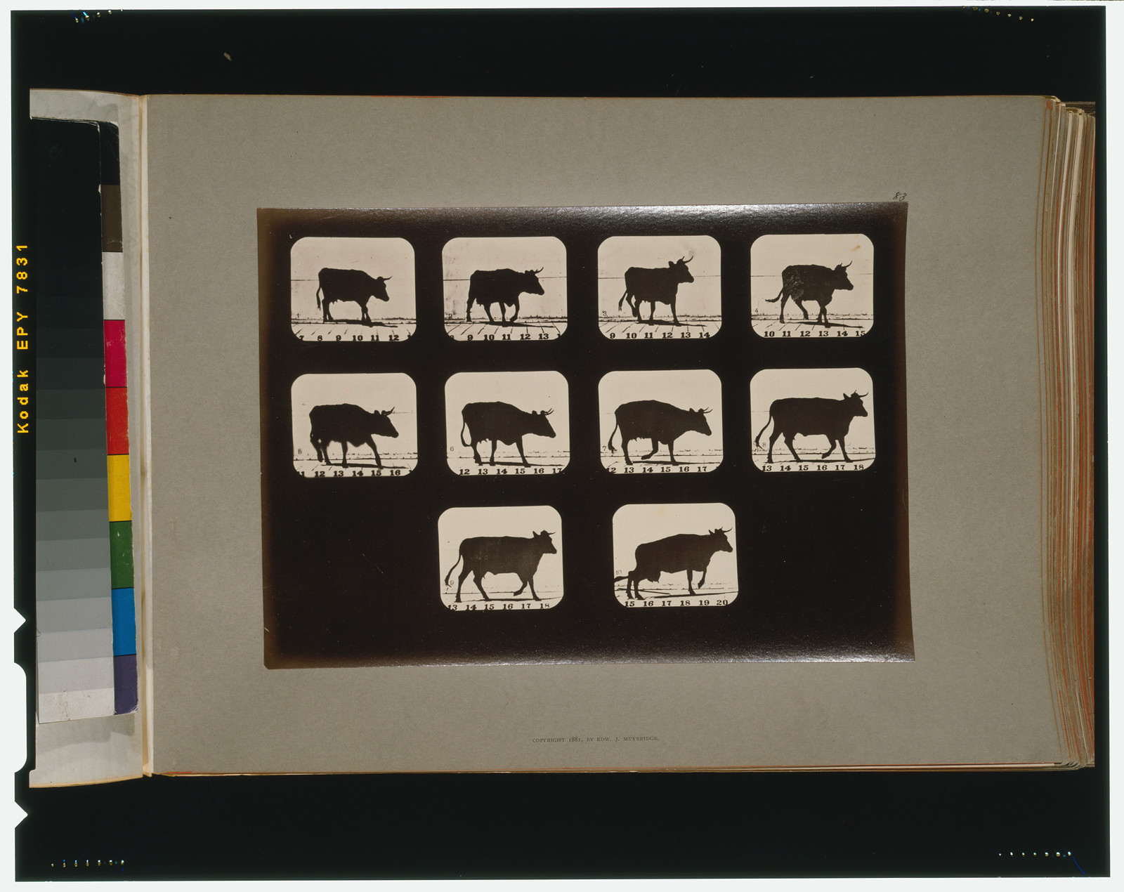 Cow, irregular, [San Francisco] : Muybridge, c1881. — historic photograph