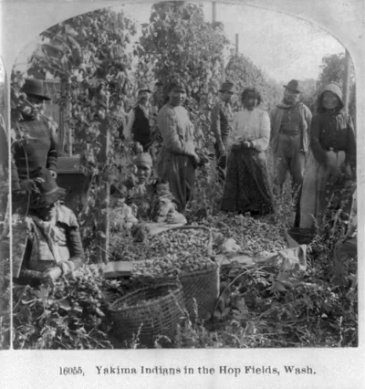 Yakima Indians in the hop fields, Washington
