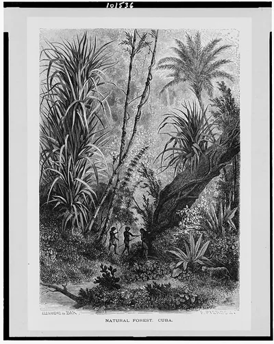 Natural forest, Cuba / Alexandre de Bar ; F. Pierdon.