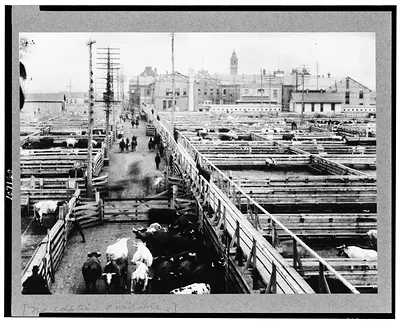 [Stockyards, Chicago(?)]