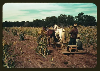 Horses pulling a wagon through a cornfield