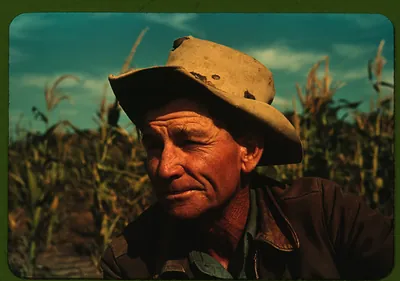 Farmer in weathered hat in a cornfield, color photograph