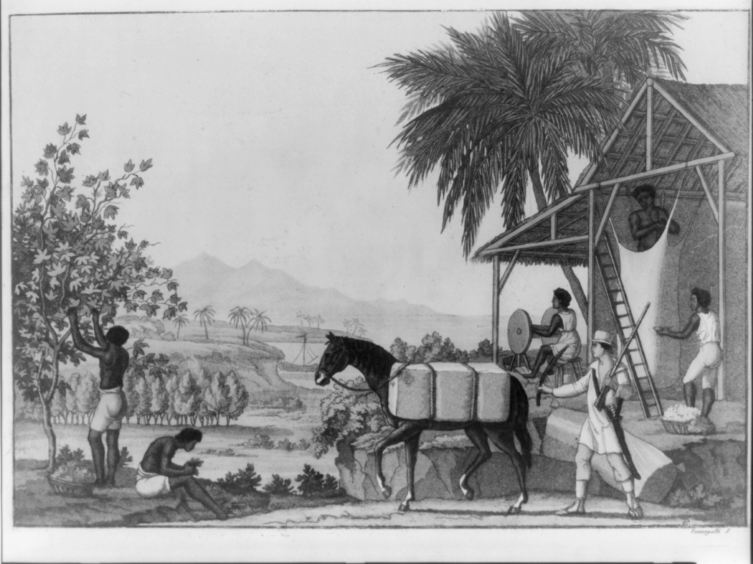 [Sugar plantation], [no date recorded on shelflist card] — historic print