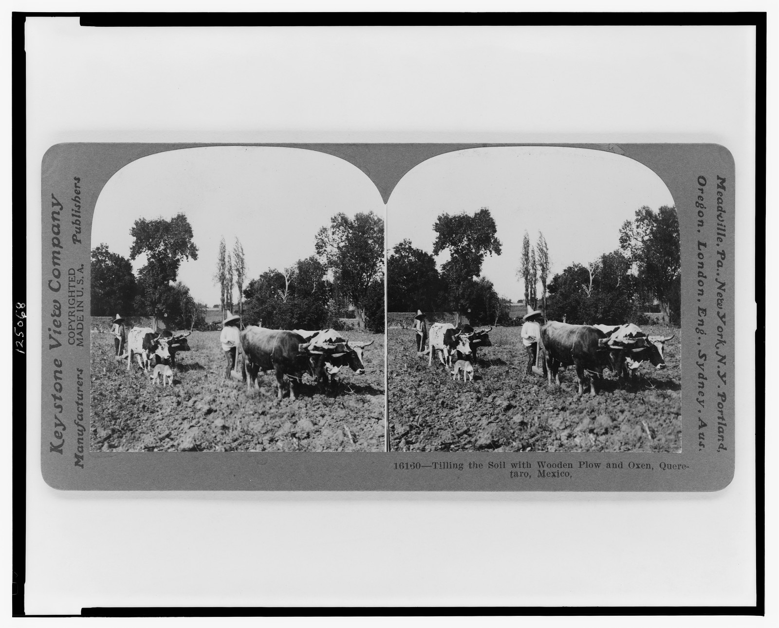 Tilling the soil with wooden plow and oxen, Queretaro, Mexico, Meadville, Pa. : Keystone View Company, c1919. — historic photograph