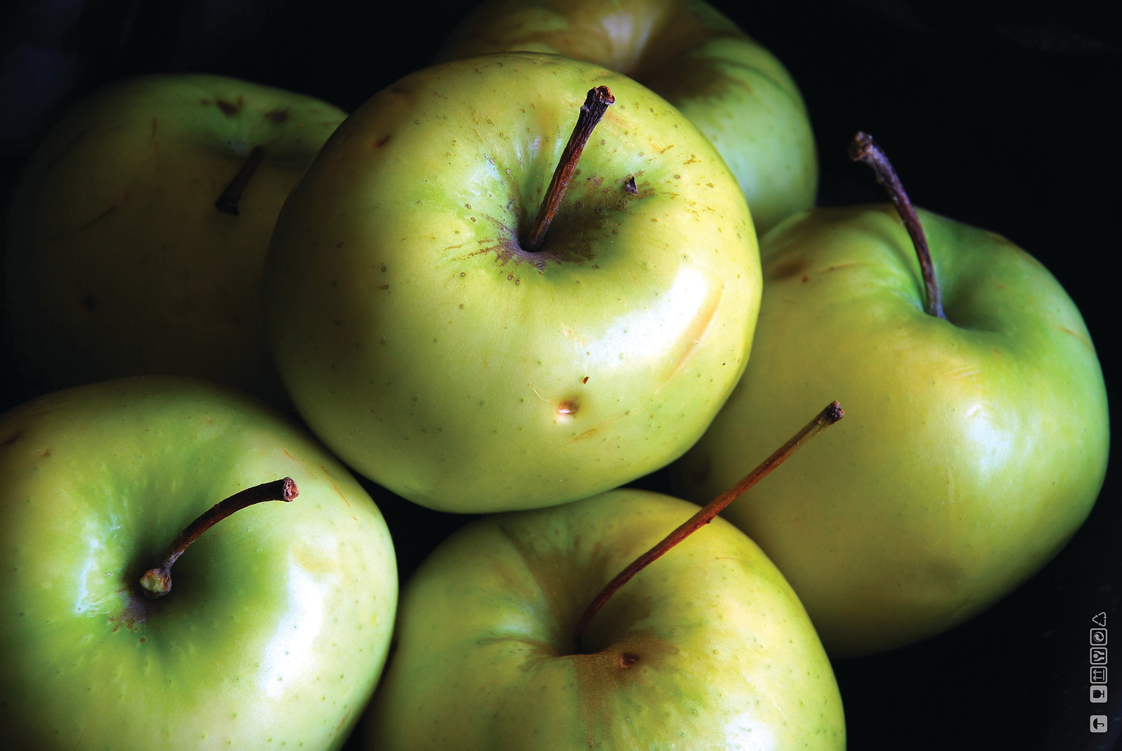 Green apples photographed close up on dark background — historic photograph