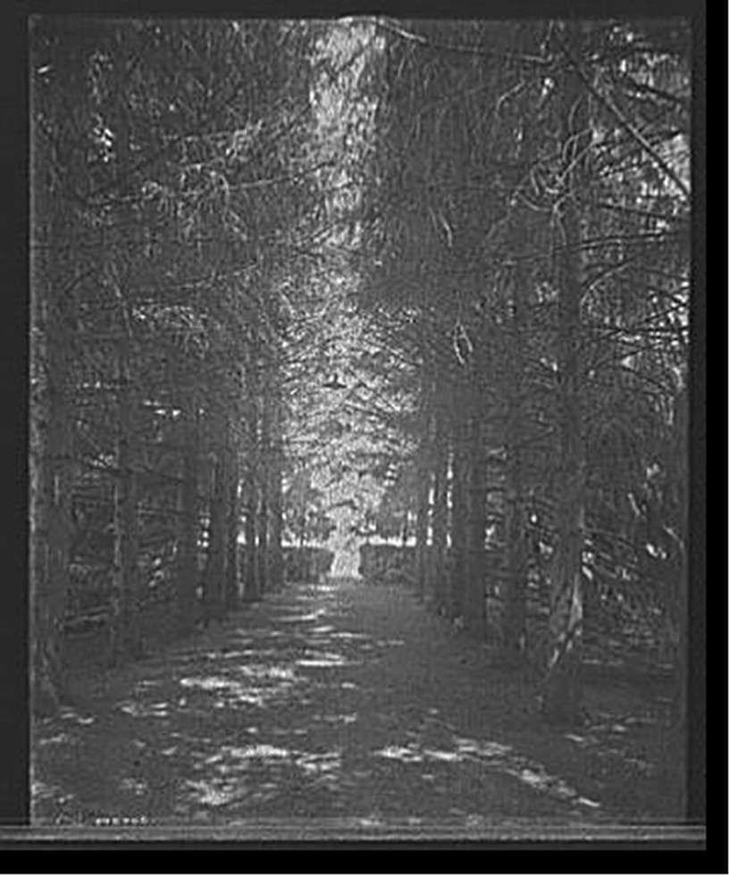 [The Firs, under the firs, New Baltimore, Mich.], [between 1901 and 1910] — historic photograph
