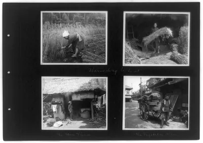 Harvesting wheat; the store house (barn); the vegetable man