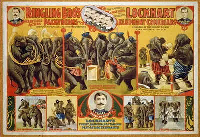 Ringling Bro's marvelous acting Pachyderms ... Lockhart elephant comedians ...