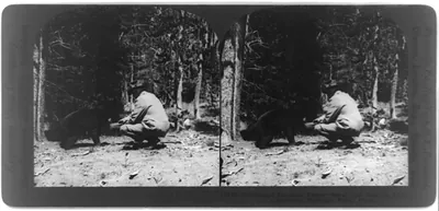 President Harding feeds Max" the bear in Yellowstone National Park Wyo."