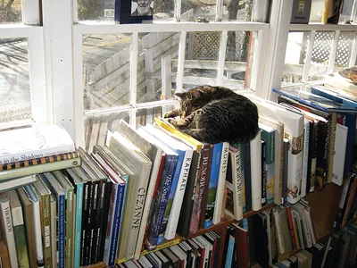 Kitty at Shakespeare Books
