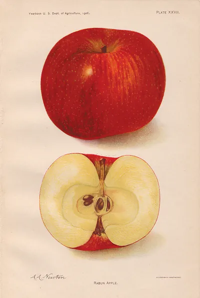Raubun Apple