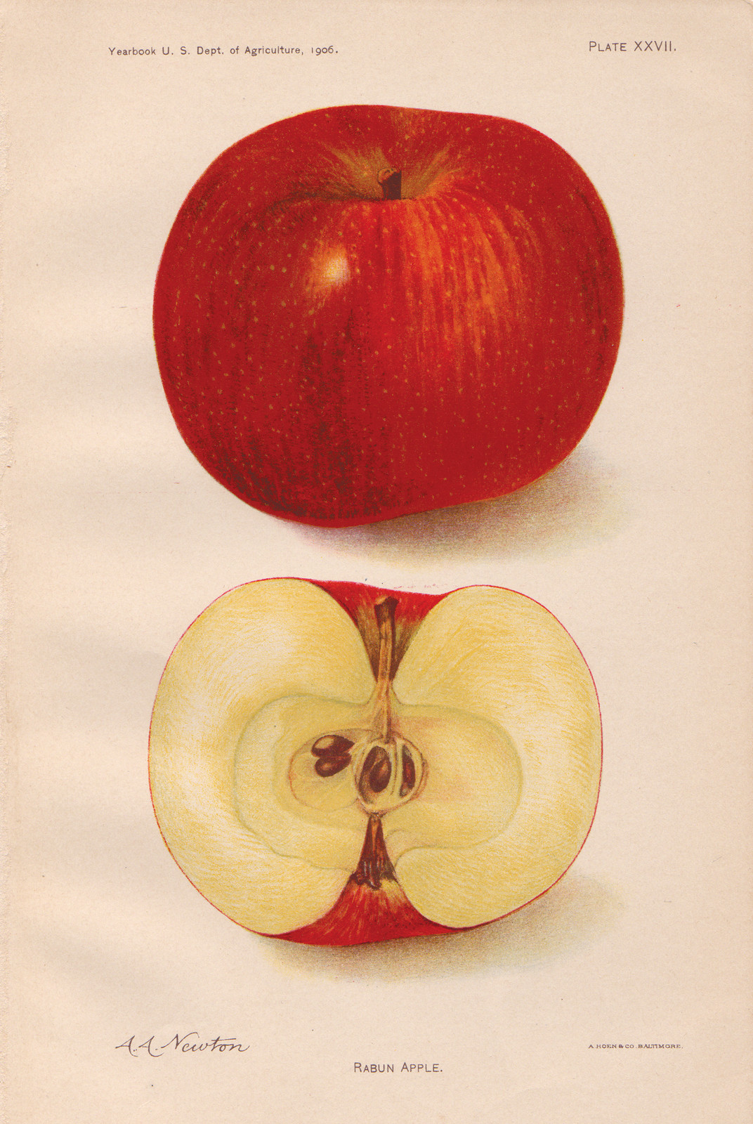 Raubun Apple, c. 1906 — historic print