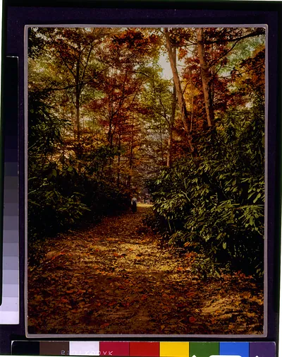 Rhododendron walk, Mt. Pocono, Pa.