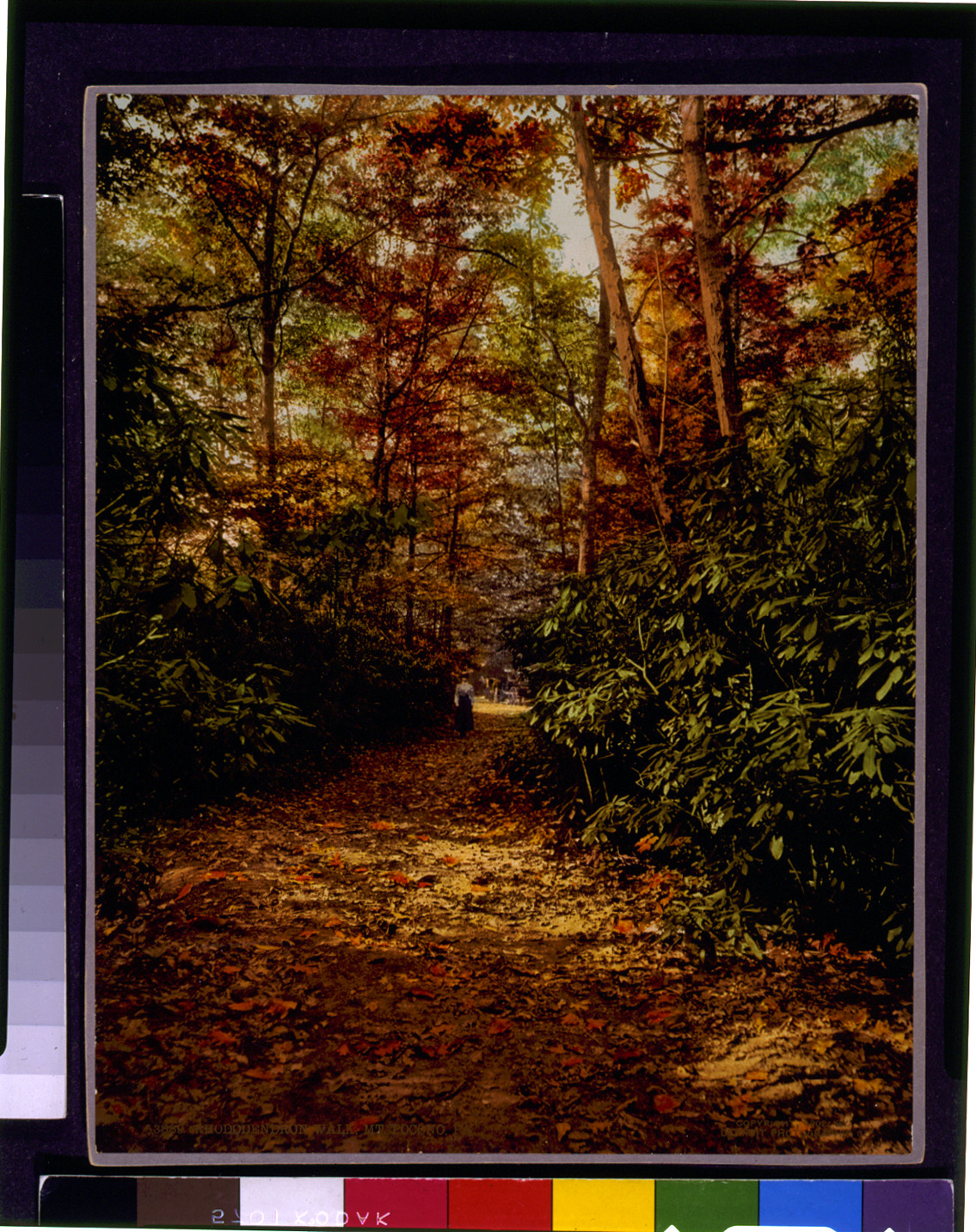 Rhododendron walk, Mt. Pocono, Pa., c1902. — historic print