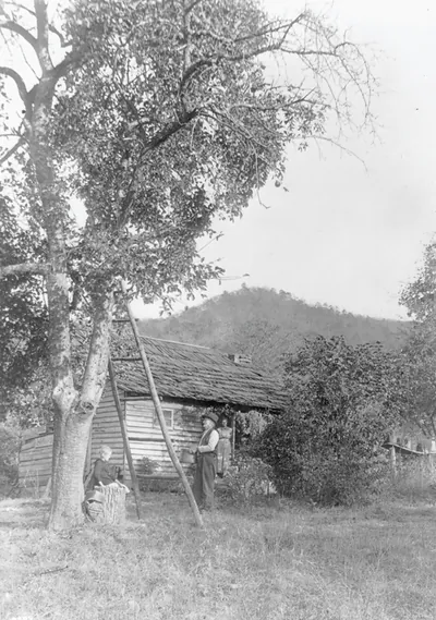 [Mountain apple tree]