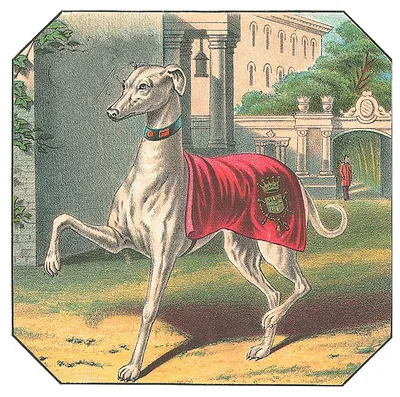 Greyhound in red coat with crest, standing in garden