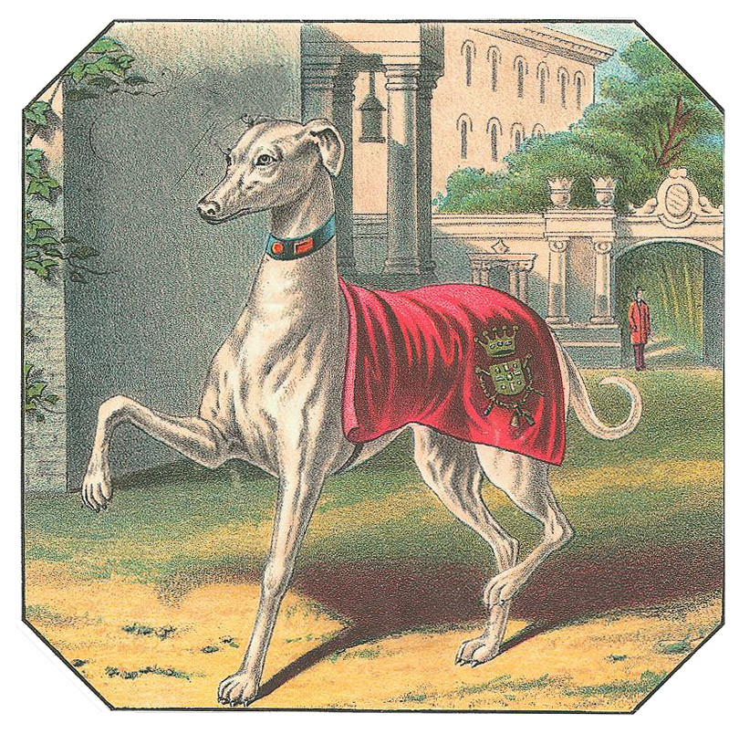 Greyhound in red coat with crest, standing in garden — historic image
