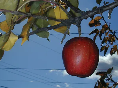 Red apple hanging from a branch against blue sky