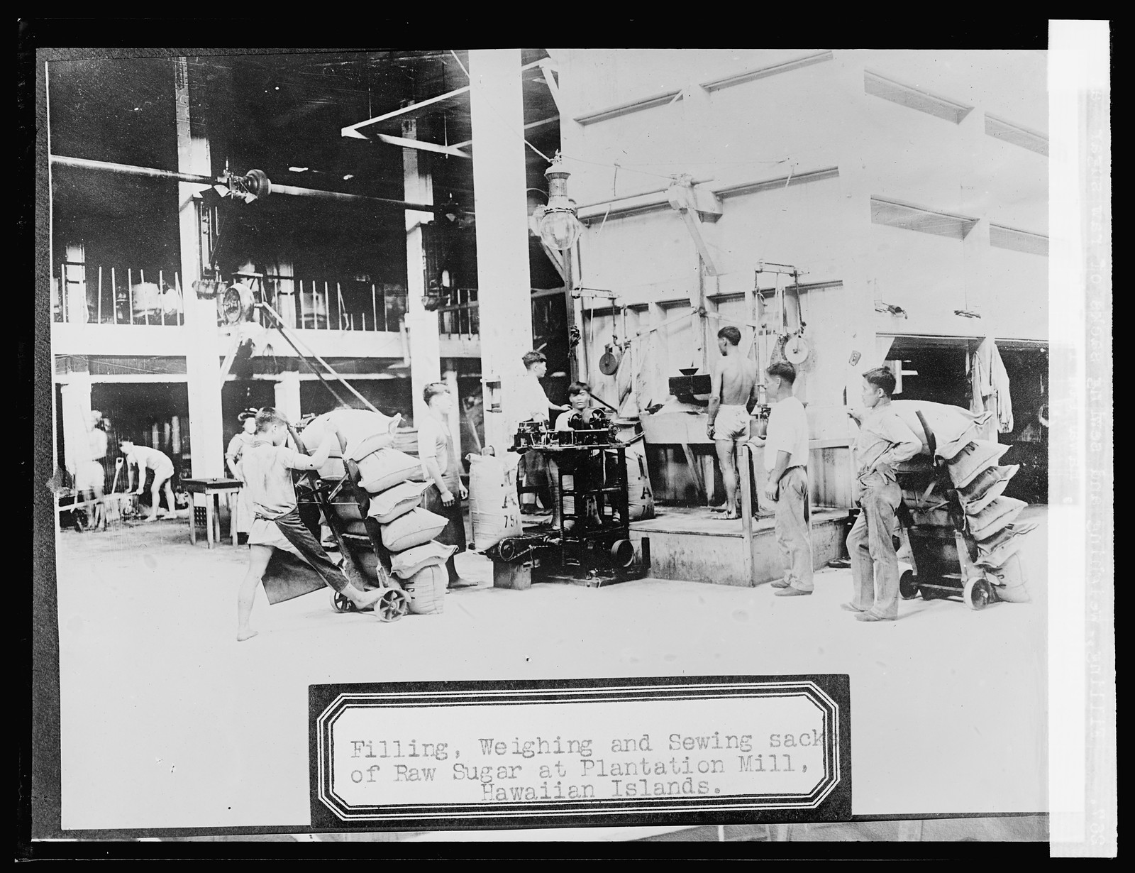 Filling, weighing and sewing sacks of raw sugar at Plantation mill, Hawaiian Islands, [between 1910 and 1920] — historic photograph