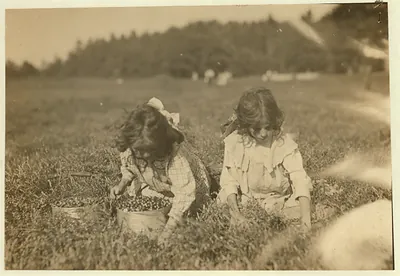Two girls picking berries in a grassy field