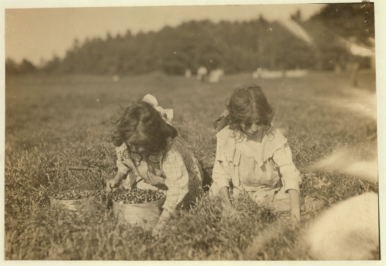 Two girls picking berries in a grassy field — historic image
