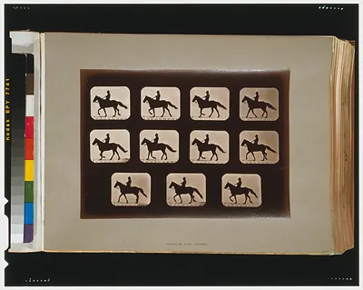 Horses. Walking