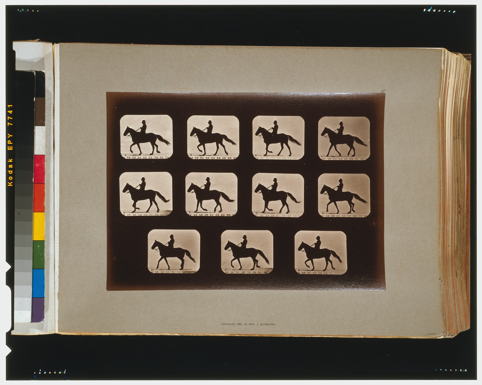 Horses. Walking, [San Francisco] : Muybridge, c1881. — historic photograph