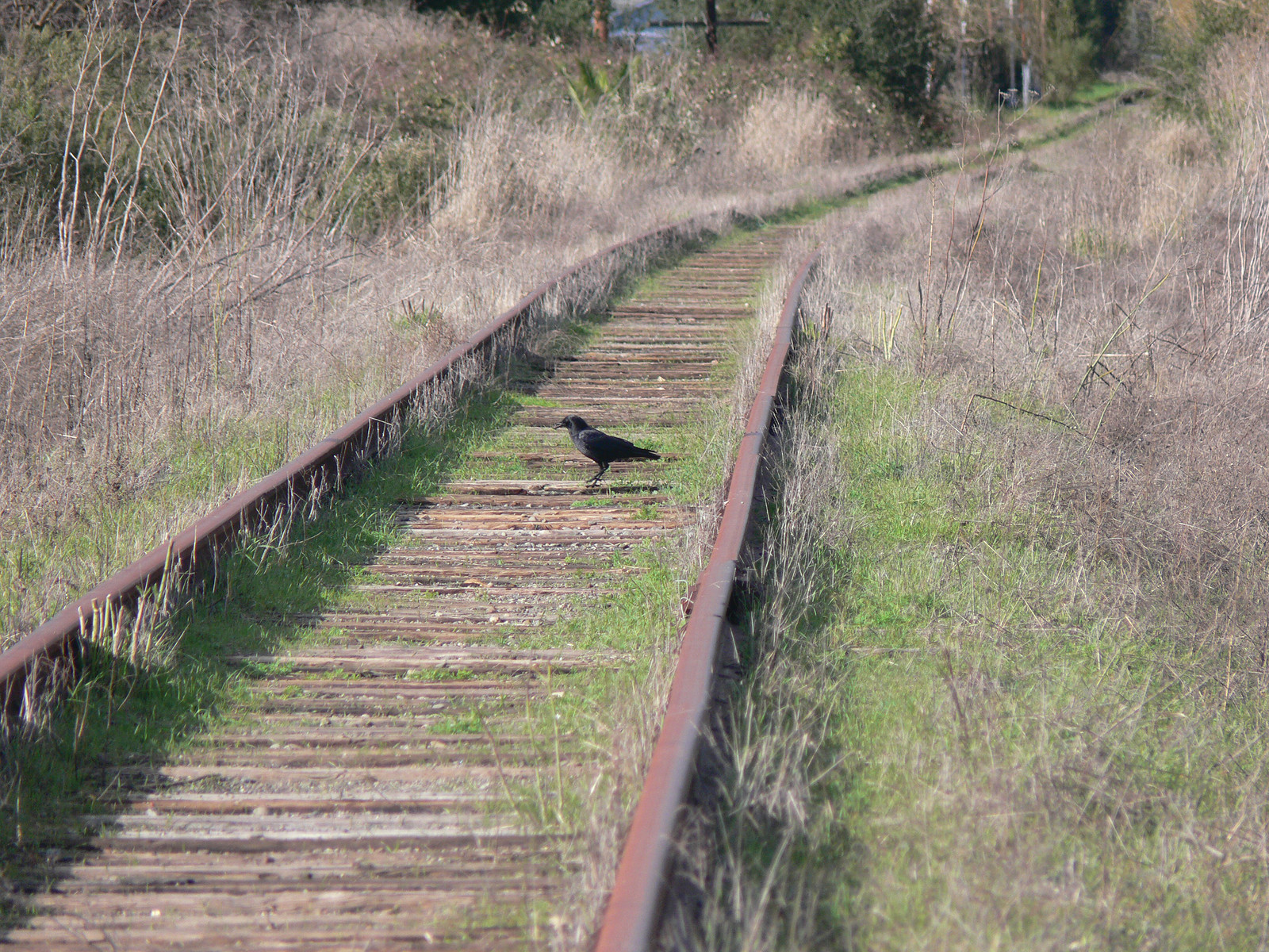 railroad tracks — historic image
