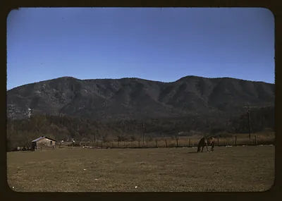 Horse grazing in a field below a wooded mountain ridge