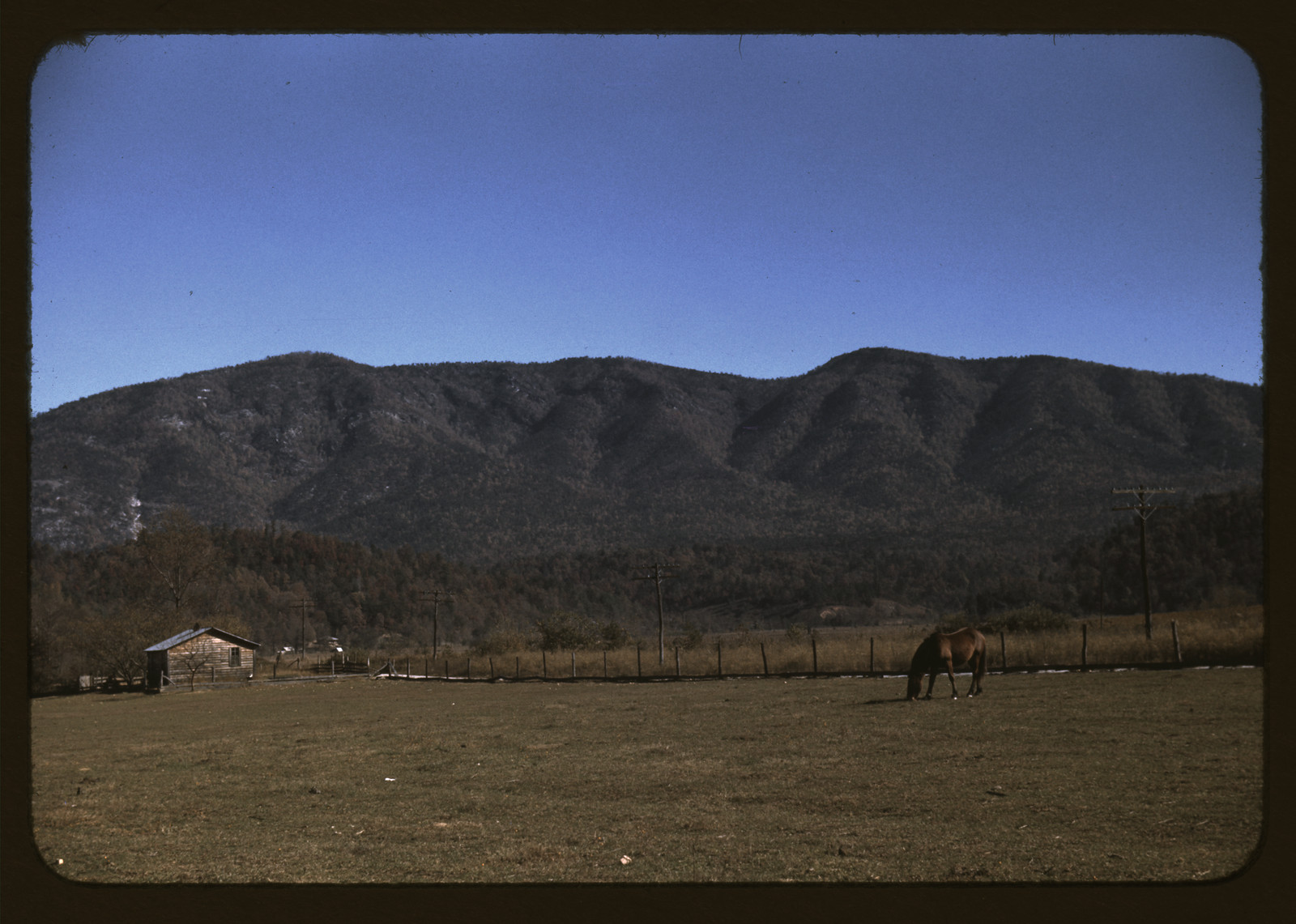 Horse grazing in a field below a wooded mountain ridge — historic image