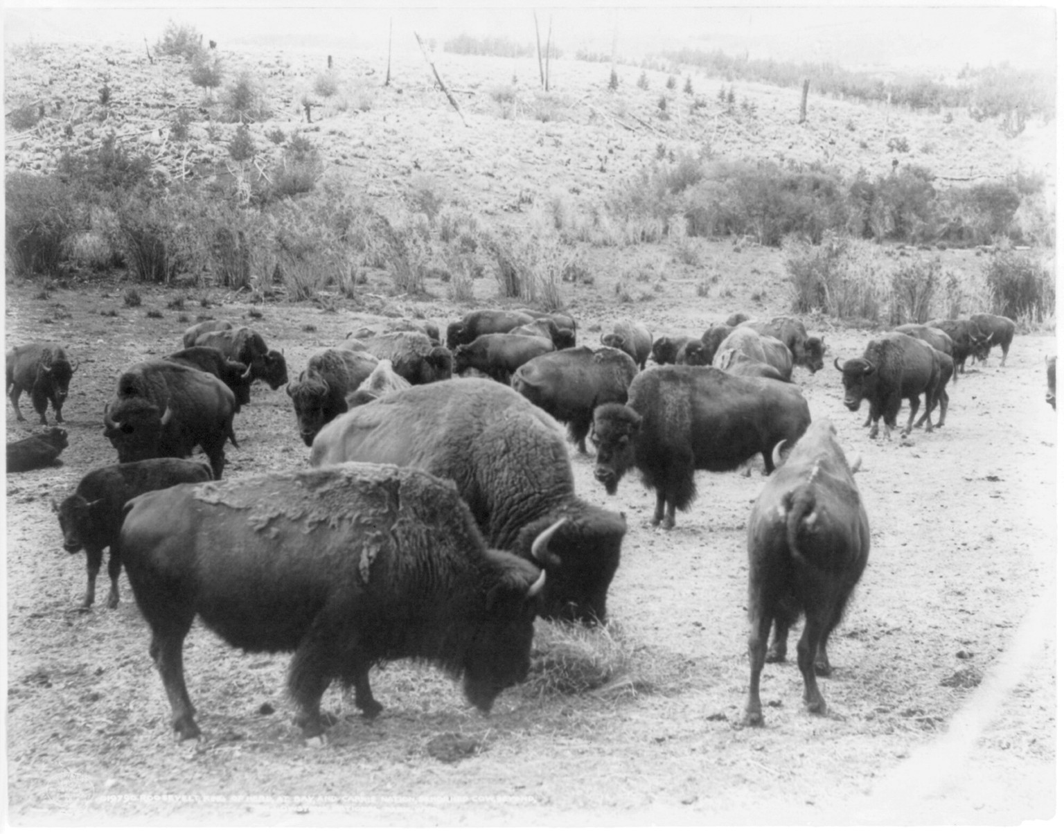 [Close-up of buffalo herd grazing, Yellowstone National Park] — historic photograph