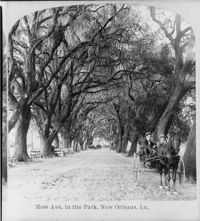Moss Ave. in the Park, New Orleans, La.
