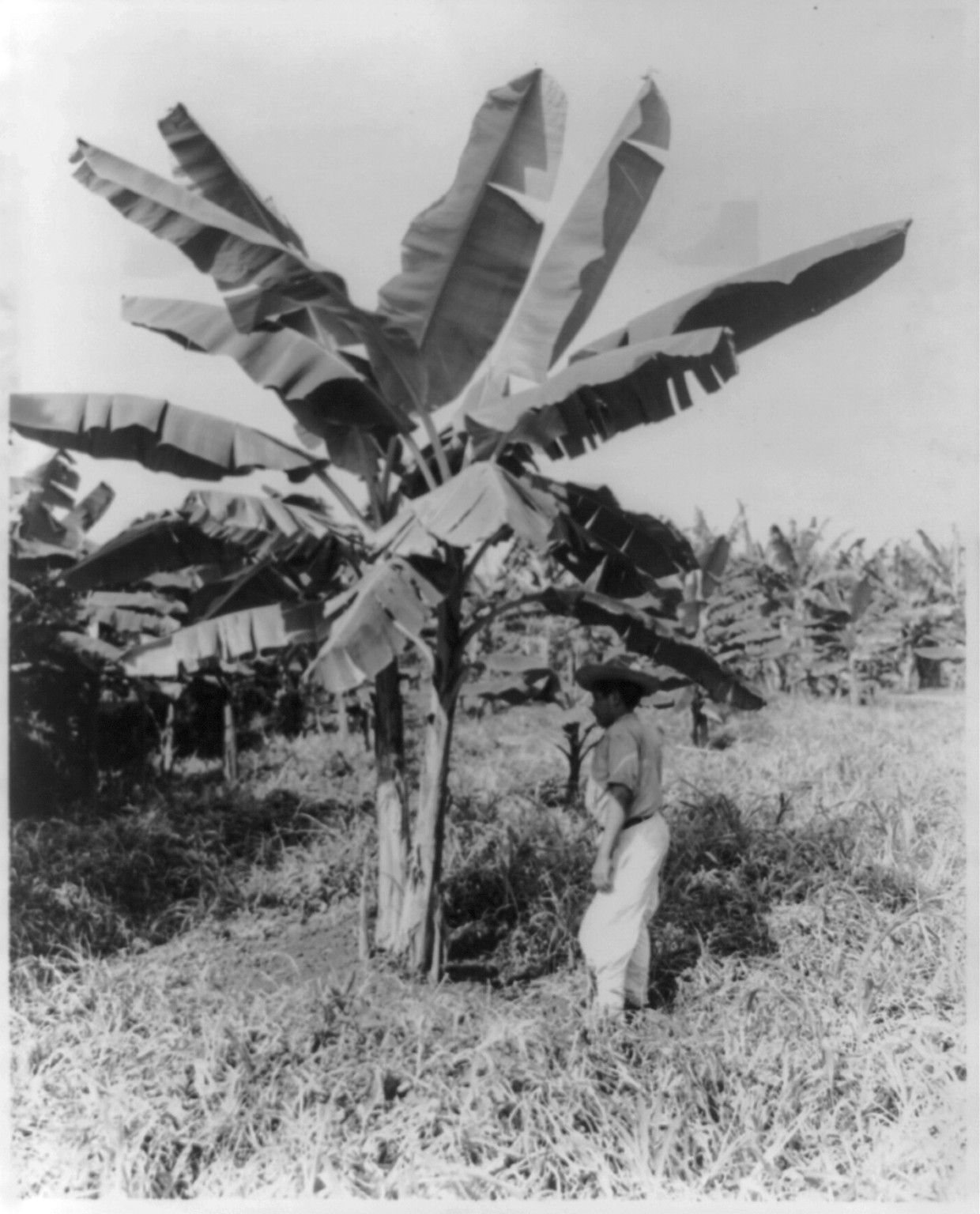 [Central America], 1948 — historic photograph