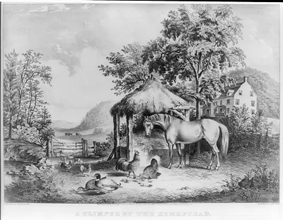 The glimpse of the homestead